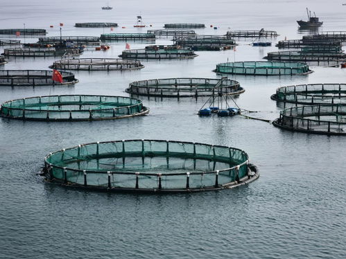 DNA编码深海 海水养殖技术研发引领海鲜外卖新体验