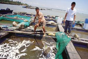 海水养殖污染案司法判决与赔偿比例探析