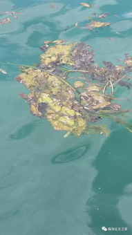 清水湾海洋生态之困 无序海水养殖的警示与治理路径