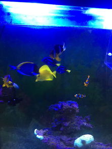 昌平北七家海水鱼友出养定老鱼，限同城打包自提，共探海水养殖技术交流