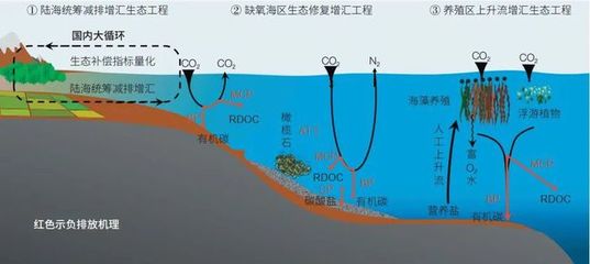 海洋负排放技术 焦念志院士领航，以海水养殖创新助力国家碳中和目标