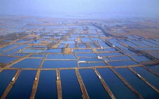 平和之光 从故乡走出的“虾王”教授与他的海水养殖技术革命