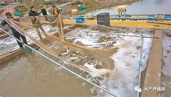 海水池塘内循环养殖技术 经济与生态效益双丰收的创新之路