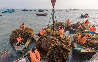 威海荣成 海带开镰早 海洋牧歌再奏响