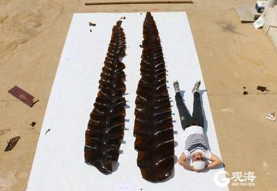 青岛海带培育:从“能不能养”到“怎么养好”的技术演进