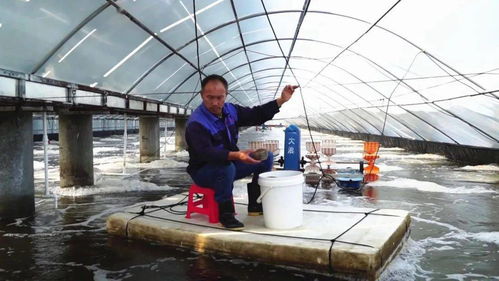 科技赋能，广西养虾产业“火”出圈 一年五造，亩产8000斤背后的技术革命